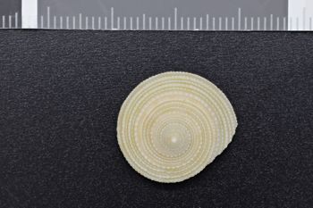 Media type: image;   Malacology 224572 Description: tip view of shell;  Aspect: apical